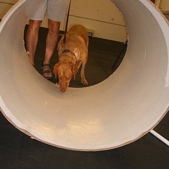 Canine Country - tunnel at school - Pet Sitting Near Me - Lower Gwynedd Township, Pennsylvania Canine Country - tunnel at school - Pet Sitting Near Me - Lower Gwynedd Township, Pennsylvania