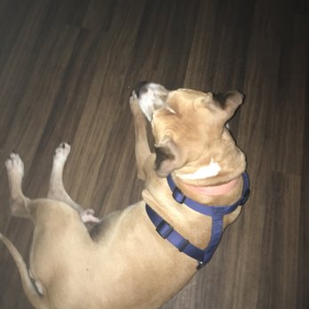 Club FT - a dog laying on its back on the floor - Dive Bars Near Me - Roseville, Michigan Club FT - a dog laying on its back on the floor - Dive Bars Near Me - Roseville, Michigan