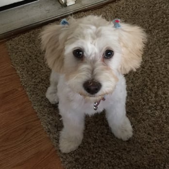 PeeWee's Playdates - Dog Walkers Near Me