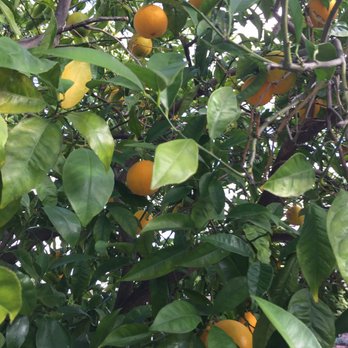 Manresa Bread - Oranges in the parking lot. - Bakeries Near Me - Los Gatos, California Manresa Bread - Oranges in the parking lot. - Bakeries Near Me - Los Gatos, California
