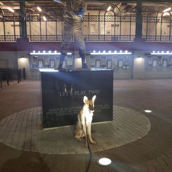 CATCH MY DOG - Pet Training Near Me - CHICAGO, Illinois CATCH MY DOG - Pet Training Near Me - CHICAGO, Illinois