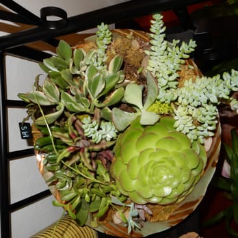 Aili Ice Designs - Succulent bowl. - Florists Near Me - Menlo Park, California
