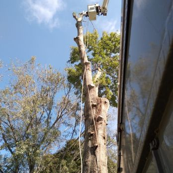 Flores Tree Service - Pin Oak tree removed
Call us 865-255-9749 - Tree Services Near Me - Knoxville, Tennessee Flores Tree Service - Pin Oak tree removed
Call us 865-255-9749 - Tree Services Near Me - Knoxville, Tennessee