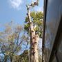 Photo of Flores Tree Service