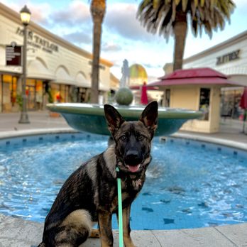 Lex K 9 Dog Training - Pet Training Near Me Lex K 9 Dog Training - Pet Training Near Me