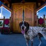 Camelot Vineyards