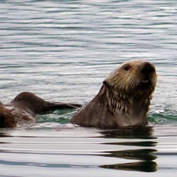 Alaskan Song - Sea Otters
