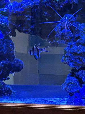 Guppy's On the Beach by null