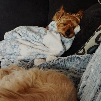 Pet Nanny Paso - Pet Sitting Near Me