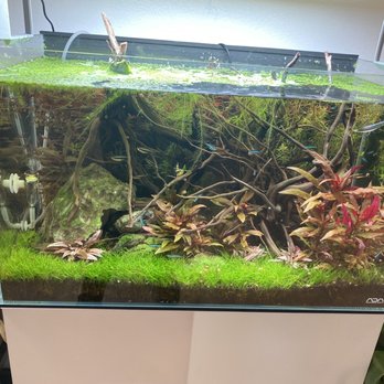 The Arium Shop - Aquariums Near Me - Issaquah, Washington The Arium Shop - Aquariums Near Me - Issaquah, Washington