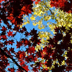 Forest Hills Nurseries - Emperor 1 Japanese Maple