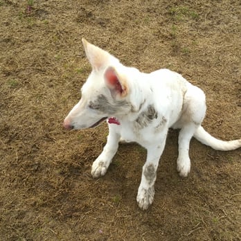 Toad Hollow Dog Park - Day after bath. - Dog Parks Near Me - Davis, California Toad Hollow Dog Park - Day after bath. - Dog Parks Near Me - Davis, California