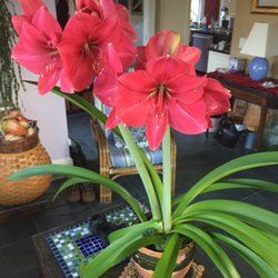 Huge double blooms and great looking plant with two babies.