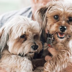 Maricamp Animal Hospital - Abbey & Savvy.