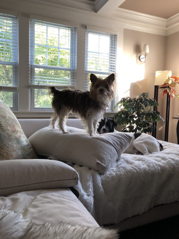 ALL ABOUT THE DOG Updated August 2024 33 Photos & 15 Reviews 88