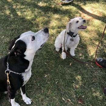 Affordable Dog Training & Anti-Aggression - Transformed doggie student - Pet Training Near Me