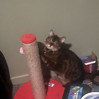 Wind Haven Exotics - Lila Cat! 6 years old and doing great! - Pet Breeders Near Me Wind Haven Exotics - Lila Cat! 6 years old and doing great! - Pet Breeders Near Me