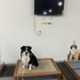 Ultimate K9 Training