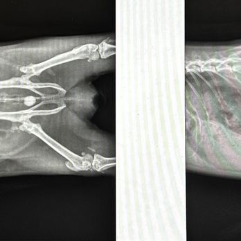 Vetco Total Care - Veterinarians Near Me - Las Vegas, Nevada Vetco Total Care - Veterinarians Near Me - Las Vegas, Nevada