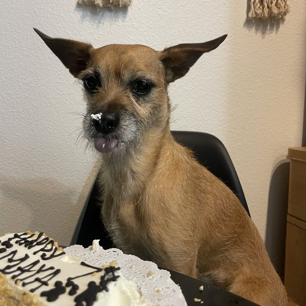 Three Dog Bakery - Pet Stores Near Me - Fort Worth, Texas Three Dog Bakery - Pet Stores Near Me - Fort Worth, Texas