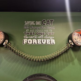 Catfeine - Interior - Pet Adoption Near Me - Murfreesboro, Tennessee