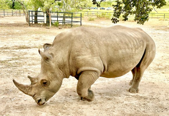 Rhinory by null