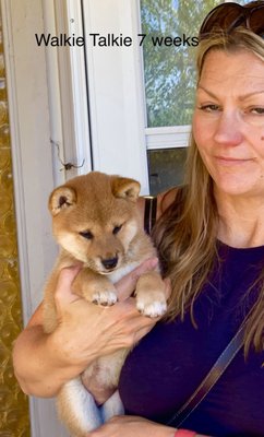 morningstar river shibas