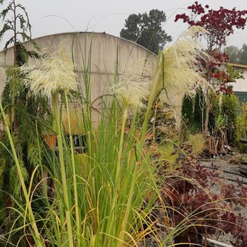 Its About Thyme Nursery - We have Grasses - Landscaping Near Me - Burnaby, British Columbia