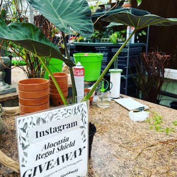 Atlantic Gardening Company - IG giveaway spotted - Nurseries & Gardening Near Me - Raleigh, North Carolina