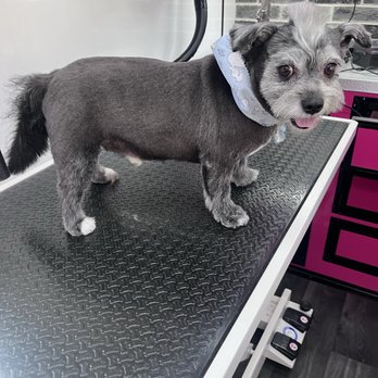 Smell Me Now - Handsome Fred got his new do done . - Pet Groomers Near Me - Las Vegas, Nevada Smell Me Now - Handsome Fred got his new do done . - Pet Groomers Near Me - Las Vegas, Nevada