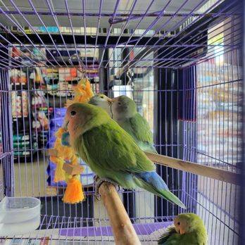 The Pet Depot - This bird awkwardly looks forward as the couple exchanges a heartfelt kiss. - Pet Stores Near Me - Ocean Pointe, Hawaii The Pet Depot - This bird awkwardly looks forward as the couple exchanges a heartfelt kiss. - Pet Stores Near Me - Ocean Pointe, Hawaii