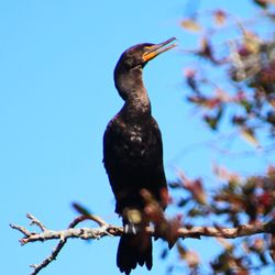 Wertheim National Wildlife Refuge - Cormorant