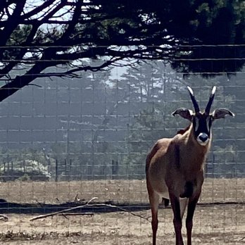 B Bryan Preserve - Roan Antelope - Tours Near Me - Point Arena, California B Bryan Preserve - Roan Antelope - Tours Near Me - Point Arena, California