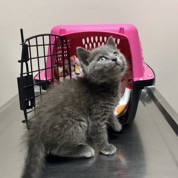 Raymore Veterinary Center - We see both cats and dogs and are equipped to provide care for their needs. - Veterinarians Near Me - Raymore, Missouri Raymore Veterinary Center - We see both cats and dogs and are equipped to provide care for their needs. - Veterinarians Near Me - Raymore, Missouri