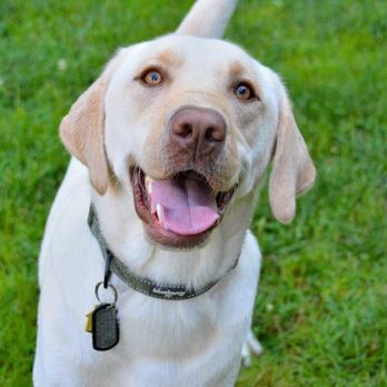 Affectionate Pet Care - Pet Sitting Near Me - Fairfax, Virginia