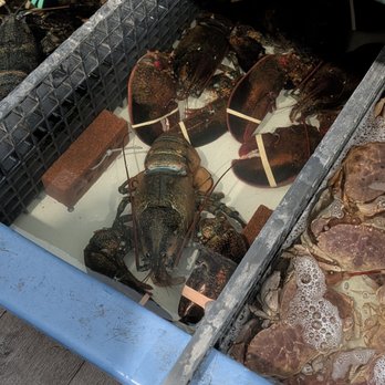 James Hook & Co - Enormous lobsters and other live seafood available for purchase - Seafood Near Me - Boston, Massachusetts