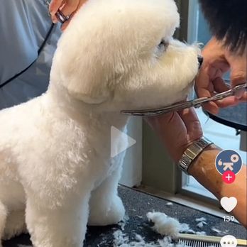 Aloha Pet Resort and Spa - The haircut Aloha agreed to give my dog - Pet Boarding Near Me - Cedar Falls, Iowa