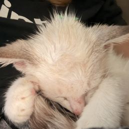 First day with my baby. Super sleepy but loved to cuddle. First day with my baby. Super sleepy but loved to cuddle.