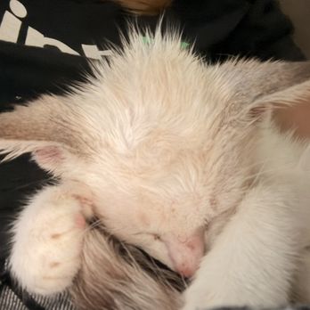 Jacksonville Humane Society - First day with my baby. Super sleepy but loved to cuddle. - Animal Shelters Near Me - Jacksonville, Florida Jacksonville Humane Society - First day with my baby. Super sleepy but loved to cuddle. - Animal Shelters Near Me - Jacksonville, Florida
