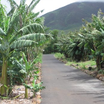 Maui Dragon Fruit Farm - Fruits & Veggies Near Me - Lahaina, Hawaii Maui Dragon Fruit Farm - Fruits & Veggies Near Me - Lahaina, Hawaii
