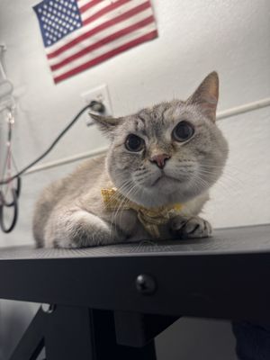 LUCKY MOBILE PET SPA - Updated October 2026 - 31 Photos - Pet Groomers ...