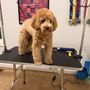 Fox Creek Farm Goldendoodles & Bernedoodles