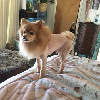 Wright Touch Grooming - Pet Groomers Near Me Wright Touch Grooming - Pet Groomers Near Me