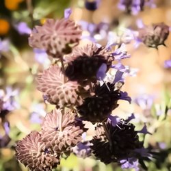 Stunning flowers all around.
