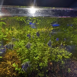 Preuss Pets - Angelfish in aquatic greenery