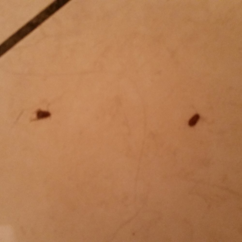 Big Mike's - More roaches - Pizza Near Me - Brevard, North Carolina