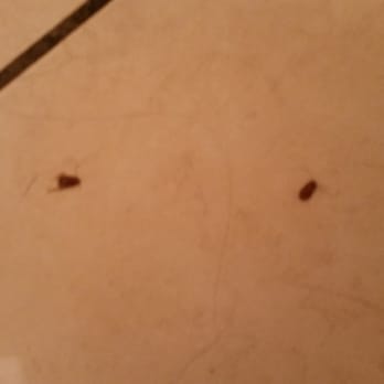 Big Mike's - More roaches - Pizza Near Me - Brevard, North Carolina Big Mike's - More roaches - Pizza Near Me - Brevard, North Carolina