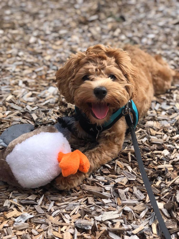 Doggy Duty - pet boarding facility in Manchester, CT