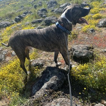 Table Mountain - My dog - Hiking Near Me - Jamestown, California
