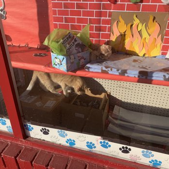 Swaim's Veterinary Clinic - A cat in the window - Veterinarians Near Me - Oklahoma City, Oklahoma Swaim's Veterinary Clinic - A cat in the window - Veterinarians Near Me - Oklahoma City, Oklahoma